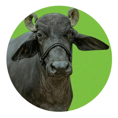 murrah buffalo A2 milk