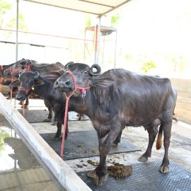 Vatsalya Farms - A2 buffalo milk