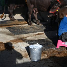 Vatsalya Farms - A2 milk