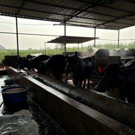 Vatsalya Farms - A2 buffalo milk